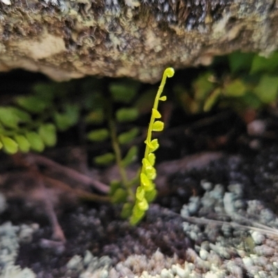 Asplenium flabellifolium (Necklace Fern) at Namadgi National Park - 4 Dec 2023 by BethanyDunne