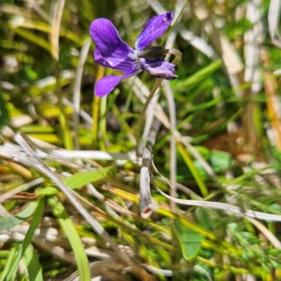 Viola betonicifolia (Mountain Violet) at Namadgi National Park - 4 Dec 2023 by BethanyDunne