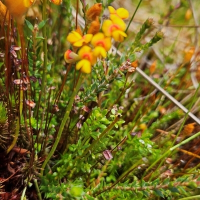 Sphaerolobium minus (Globe-pea) at Namadgi National Park - 4 Dec 2023 by BethanyDunne