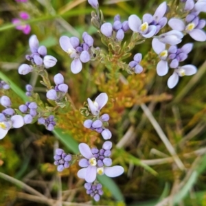 Comesperma retusum at Namadgi National Park - 4 Dec 2023 11:22 AM