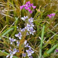 Comesperma retusum at Namadgi National Park - 4 Dec 2023