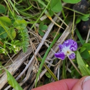 Viola betonicifolia at Namadgi National Park - 4 Dec 2023