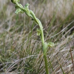 Hymenochilus crassicaulis (Alpine swan greenhood) at Namadgi National Park - 4 Dec 2023 by BethanyDunne