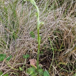 Hymenochilus crassicaulis at Namadgi National Park - suppressed