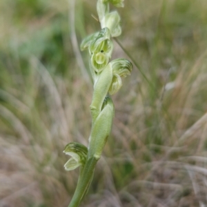 Hymenochilus crassicaulis at Namadgi National Park - suppressed