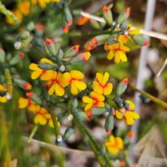 Sphaerolobium minus (Globe-pea) at Namadgi National Park - 4 Dec 2023 by BethanyDunne