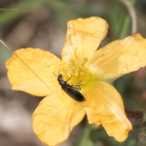 Dasytinae (subfamily) at Fraser, ACT - 4 Dec 2023