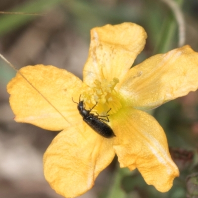 Dasytinae (subfamily) (Soft-winged flower beetle) at Dunlop Grasslands - 4 Dec 2023 by kasiaaus