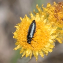 Dasytinae (subfamily) (Soft-winged flower beetle) at Dunlop Grasslands - 4 Dec 2023 by kasiaaus