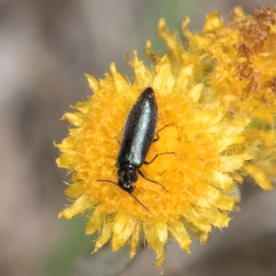 Dasytinae (subfamily) (Soft-winged flower beetle) at Dunlop Grasslands - 4 Dec 2023 by kasiaaus