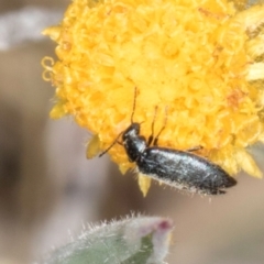 Dasytinae (subfamily) (Soft-winged flower beetle) at Dunlop Grasslands - 4 Dec 2023 by kasiaaus