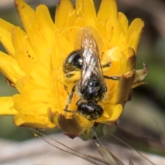 Lasioglossum (Chilalictus) sp. (genus & subgenus) (Halictid bee) at Dunlop Grasslands - 4 Dec 2023 by kasiaaus