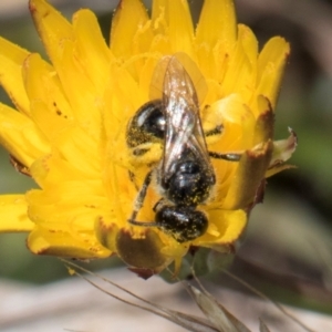 Lasioglossum (Chilalictus) sp. (genus & subgenus) at Dunlop Grassland (DGE) - 4 Dec 2023