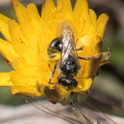 Lasioglossum (Chilalictus) sp. (genus & subgenus) (Halictid bee) at Dunlop Grassland (DGE) - 4 Dec 2023 by kasiaaus