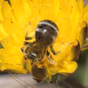 Lasioglossum (Chilalictus) sp. (genus & subgenus) at Dunlop Grassland (DGE) - 4 Dec 2023