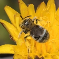 Lasioglossum (Chilalictus) sp. (genus & subgenus) at Dunlop Grassland (DGE) - 4 Dec 2023