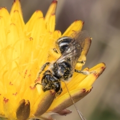 Lasioglossum (Chilalictus) sp. (genus & subgenus) at Fraser, ACT - 4 Dec 2023