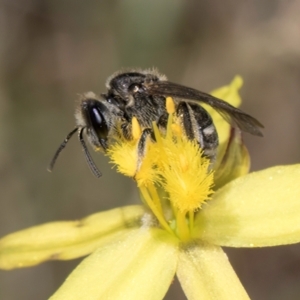 Lasioglossum (Chilalictus) sp. (genus & subgenus) at Fraser, ACT - 4 Dec 2023 12:46 PM