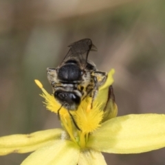 Lasioglossum (Chilalictus) sp. (genus & subgenus) at Fraser, ACT - 4 Dec 2023 12:46 PM