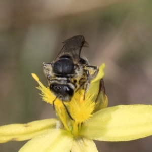 Lasioglossum (Chilalictus) sp. (genus & subgenus) at Fraser, ACT - 4 Dec 2023 12:46 PM