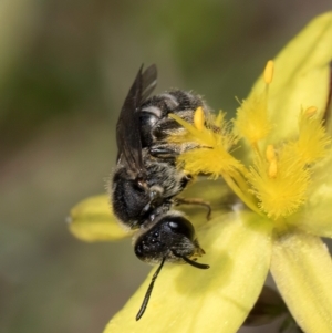 Lasioglossum (Chilalictus) sp. (genus & subgenus) at Fraser, ACT - 4 Dec 2023 12:46 PM