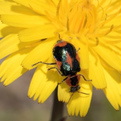 Dicranolaius villosus (Melyrid flower beetle) at Dunlop Grasslands - 4 Dec 2023 by kasiaaus