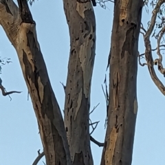 Callocephalon fimbriatum (Gang-gang Cockatoo) at Cook, ACT - 4 Dec 2023 by JP95