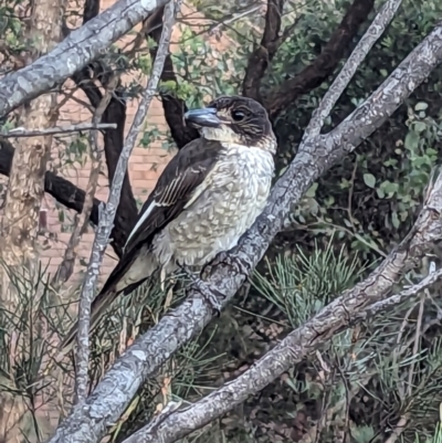 Cracticus torquatus (Grey Butcherbird) at Cook, ACT - 4 Dec 2023 by JP95
