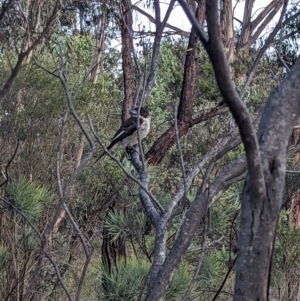 Cracticus torquatus at Cook, ACT - 4 Dec 2023