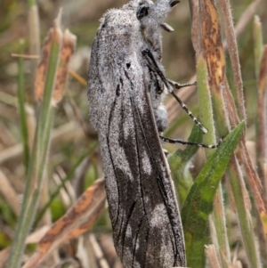 Endoxyla edwardsorum at Dunlop Grassland (DGE) - 4 Dec 2023