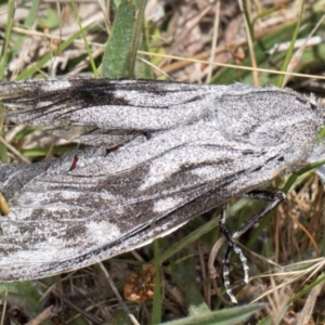 Endoxyla edwardsorum at Dunlop Grassland (DGE) - 4 Dec 2023