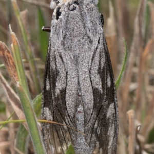 Endoxyla edwardsorum at Dunlop Grassland (DGE) - 4 Dec 2023 12:17 PM