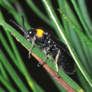 Pterygophorinae (subfamily) at Sippy Downs, QLD - 21 Nov 2023 05:12 PM