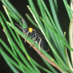 Pterygophorinae (subfamily) at Sippy Downs, QLD - 21 Nov 2023 05:12 PM