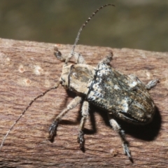 Ancita sp. (genus) (Longicorn or longhorn beetle) at Sippy Downs, QLD - 22 Nov 2023 by Harrisi