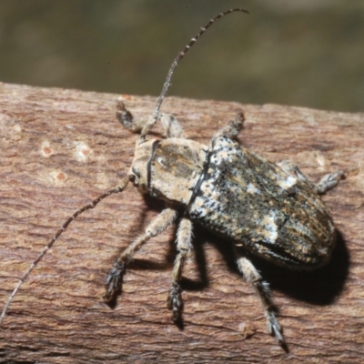 Ancita sp. (genus) (Longicorn or longhorn beetle) at Sippy Downs, QLD - 23 Nov 2023 by Harrisi