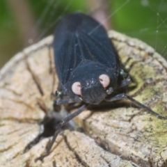 Unidentified Leafhopper or planthopper (Hemiptera, several families) at Warana, QLD - 24 Nov 2023 by Harrisi