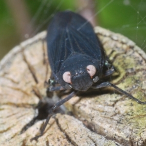 Desudaba (Genus) at Warana, QLD - 24 Nov 2023 12:09 PM