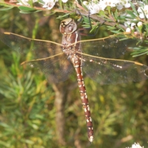 Adversaeschna brevistyla at Black Mountain - 4 Dec 2023 06:57 PM