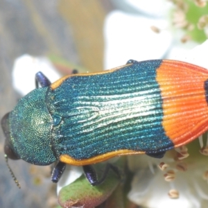 Castiarina kerremansi at Black Mountain - 4 Dec 2023