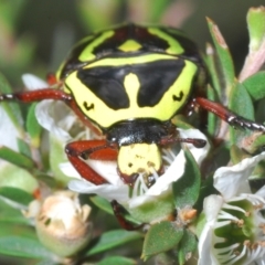 Eupoecila australasiae (Fiddler Beetle) at Black Mountain - 27 Nov 2023 by Harrisi