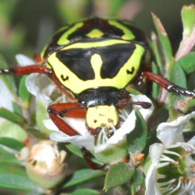 Eupoecila australasiae (Fiddler Beetle) at Canberra Central, ACT - 27 Nov 2023 by Harrisi