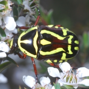 Eupoecila australasiae at Black Mountain - 27 Nov 2023 02:59 PM