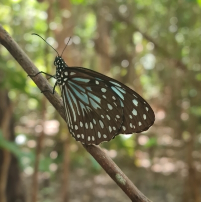 Tirumala hamata (Blue Tiger) at Magnetic Island National Park - 16 Aug 2023 by WalkYonder