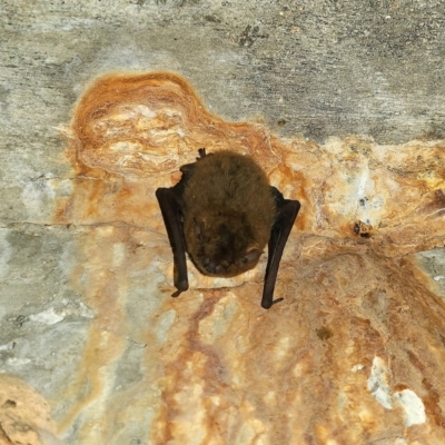 Unidentified Microbat at Horseshoe Bay, QLD - 15 Aug 2023 by WalkYonder