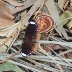 Euploea tulliolus (Purple Crow) at Magnetic Island National Park - 16 Aug 2023 by WalkYonder