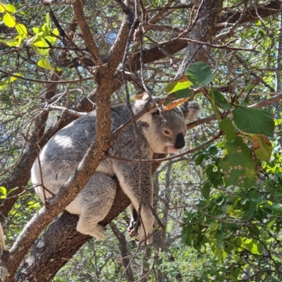 Phascolarctos cinereus (Koala) at Magnetic Island National Park - 15 Aug 2023 by WalkYonder