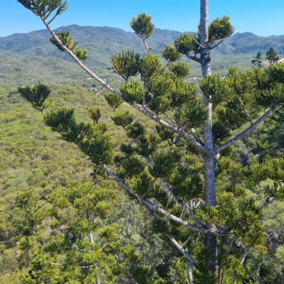 Araucaria cunninghamii (Hoop Pine) at Magnetic Island National Park - 15 Aug 2023 by WalkYonder