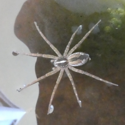 Dolomedes sp. (genus) (Fishing spider) at Belconnen, ACT - 4 Dec 2023 by JohnGiacon