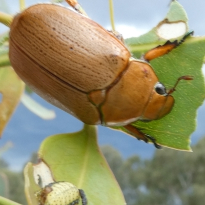 Anoplognathus sp. (genus) (Unidentified Christmas beetle) at Flea Bog Flat to Emu Creek Corridor - 3 Dec 2023 by JohnGiacon